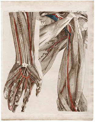 Represents the Blood-Vessels and Nerves in a deeper Direction than in the former Table